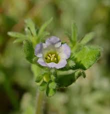 Image result for Catunaregam stenocarpa