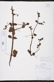 Image result for Boerhavia coccinea