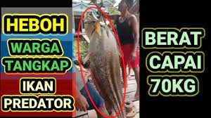 Peliknya ikan tapah yang besar mampu untuk menyambar monyet kecil ditebing sungai sebagai makanan. Warga Tangkap Ikan Tapah Besar 70kg Youtube
