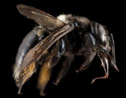 Image result for cornish black bee