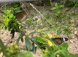 Image result for Euploca katangensis