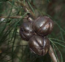 Image result for Callitris