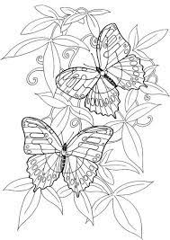 Hard butterfly coloring pages for adults. Butterfly Coloring Page Outline Pictures Butterfly Coloring Page Adult Coloring Pages Printable Coloring Pages
