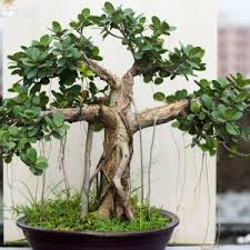 Bonsai Bangladesh Your Bonsai Place