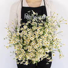 Image result for Feverfew