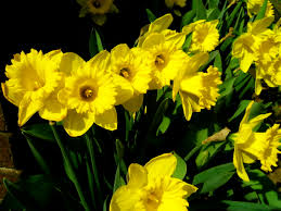 Il fiore si presenta isolato, apicale, possiede una paracorolla dal colore fiori gialli nomi: Narcissus Wikipedia