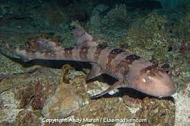 53 Bamboo Shark Ideas Shark Bamboo Types Of Sharks