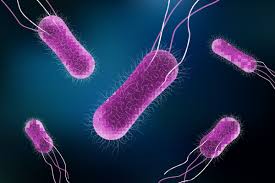 Ofte foreligger tilleggssymptomer som kvalme, brekninger, diaré eller forstoppelse; Veterinaerinstituttet Analyser Matvareprover For Salmonella Agbeni