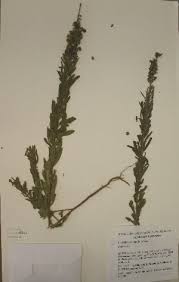 Image result for Crotalaria barkae