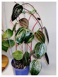 Image result for Polystachya pamelae