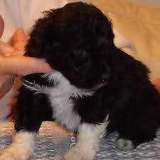 Portuguese Water Dog Pups In Traverse City Mi Home Facebook