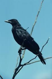 This way, it will keep the crows out of your area and away for good! How To Keep Crows Out Of The Garden Crows Ravens Crow Crow Bird