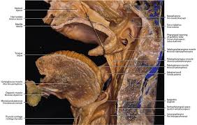 Image result for tonsilla palatina