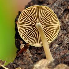 Image result for Simocybe centunculus