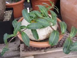 Image result for Raphionacme procumbens