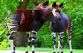 Okapi Meeting Unusual Animals Animals Wild Animals Beautiful
