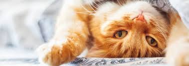 A dream of cats is a link to your feminine side and is associated with females. Are Cats Nocturnal Hill S Pet