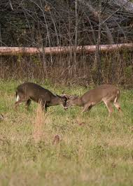 These competitive bucks had a good antler fight 🦌 🦌