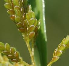 Image result for Cyperus costatus