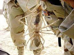Camel spiders have become famous since the beginning of the 2000s, when the first american soldiers entered iraq. Pin On Insects Are Interesting Bugs