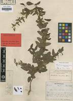 Image result for Rhynchosia totta