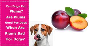 Can Dogs Eat Plums Are Plums Good For Dogs And When Are Plums Bad For Dogs Petxu Can Dogs Eat Dog Eating Dog Nutrition