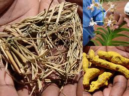 Image result for Bacopa hamiltoniana