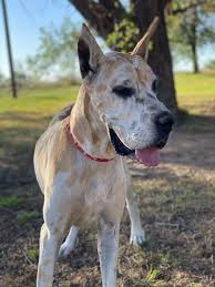 The drive from california was well worth the drive. Dog For Adoption Harlee Quinn A Great Dane In Dallas Tx Petfinder