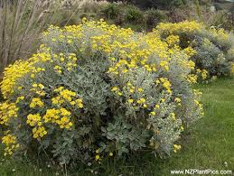 Image result for Senecio latifolius