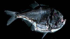 Not To Be Confused With The Freshwater Hatchetfish Found In Many Home Aquariums This Species Was Named After The D Deep Sea Creatures Deep Sea Life Scary Ocean
