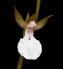 Image result for Neobolusia