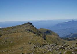 Image result for Stolzia compacta