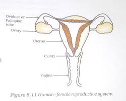 This diagram depicts picture of female reproductive system diagram 1024×1204 with related searches for blank reproductive system diagram human reproductive system. 1 Draw A Diagram Of A Human Female Reproductive System And Label The Following Partsin It A Site Brainly In