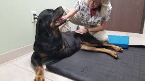 We did not find results for: Kristin Bodenbender D C Cvcp Animal Chiropractor Kristin Bodenbender D C Cvcp Animal Chiropractor