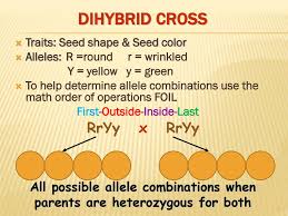 Worksheets are dihybrid cross, chapter 10 dihybrid cross work, dihybrid cross work, punnett squares dihybrid crosses, work dihybrid crosses, dihybrid cross name, work monohybrid crosses, monohybrid cross work. Mendelian Genetics 12 8 2018 Dihybrid Cross Ppt Download