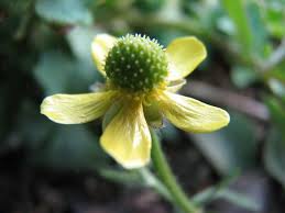 Image result for Ranunculus raeae