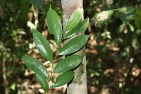 Image result for Xylopia lukei