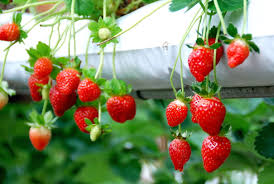 Address, phone number, eq strawberry farm reviews: Strawberry Farm In Cameron Highland Sirb Travel Tours