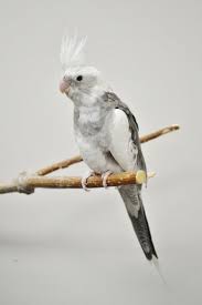 Bird And Pet Clinic Of Roseville Cockatiel Pied White Faced Morph Cockatiel Pretty Birds Animals