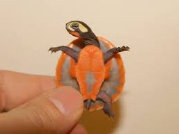 This is a highly aquatic species of turtle, only ever leaving hi i was wondering if anyone knows the max weight that a pink belly sideneck turtle weighs when its fully grown? Pink Belly Side Necked Turtle For Sale From The Turtle Source Animals Beautiful Cute Creatures Turtle Love