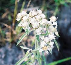 Image result for Haumaniastrum