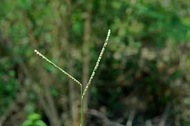 Image result for Paspalum scrobiculatum