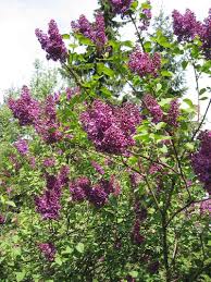 Syringa Vulgaris Lilac Bushes Lilac Tree Garden Shrubs