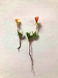 Image result for Rhynchosia chapmanii