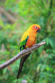 Image result for parrot