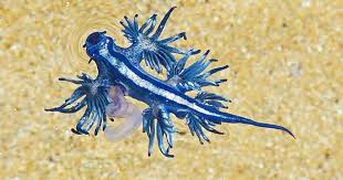 Image result for Bolboschoenus glaucus