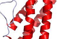 Rna and protein synthesis in addition to dna, another nucleic acid, called rna, is involved in making proteins. Http Mrswhittsweb Pbworks Com W File Fetch 108078674 Rnaproteinsynthesisse Pdf