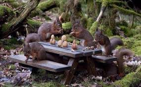 Squirrel Picnic Table Squirrel Pictures Cute Animals Animals Beautiful