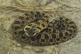 It is mainly restrictedto the hill country region of south texas. 11 Non Venomous Snakes You Want In Your Backyard