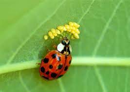 Pin En Urbangarden